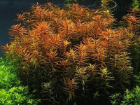 Снимка на Ludwigia arcuata (Walter, 1913)